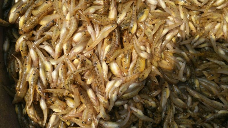 山坑鱼，小黄鱼食用