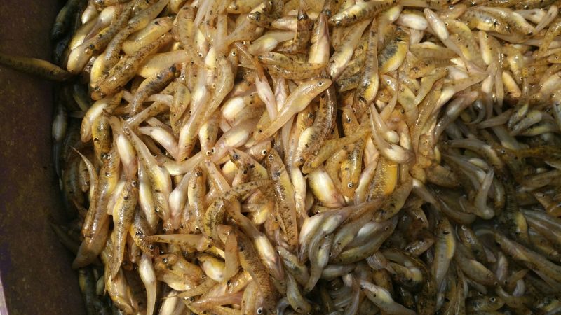 山坑鱼，小黄鱼食用