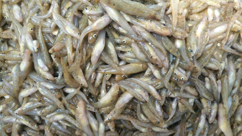 山坑鱼，小黄鱼食用