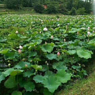 莲子产地江西省石城白莲之