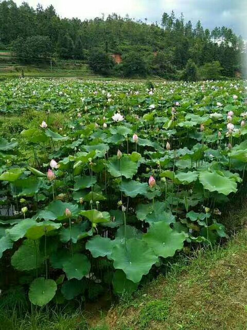 莲子产地江西省石城白莲之