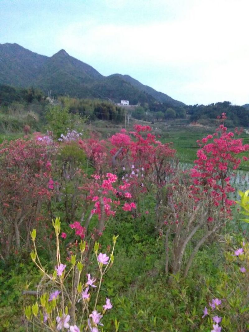 映山红树桩5~10cm