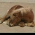 矮马100~200kg