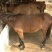矮马100~200kg
