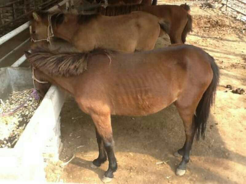 矮马100~200kg