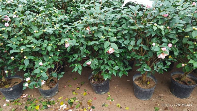 茶花50~80cm