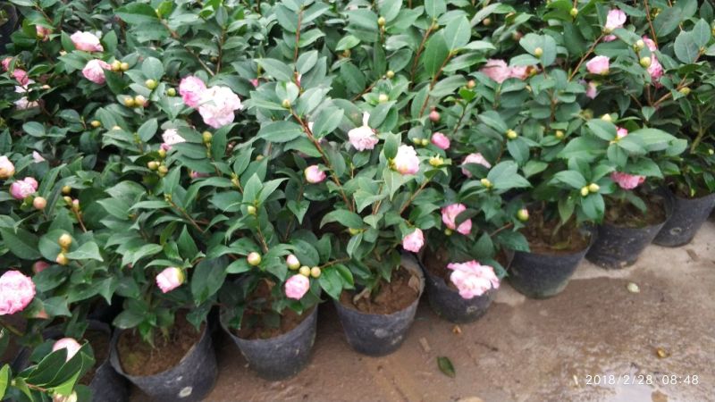 茶花50~80cm