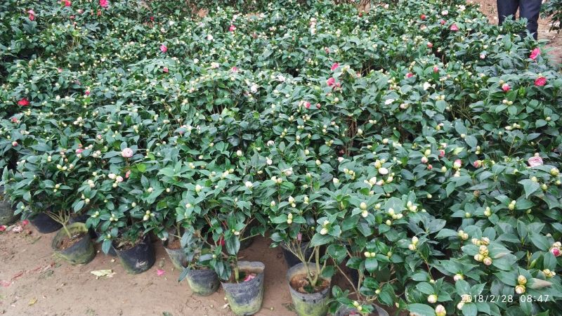 茶花50~80cm