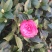 茶花50~80cm