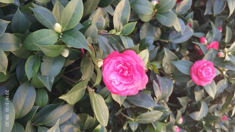 茶花50~80cm