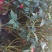茶花50~80cm