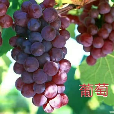 葡萄苗30cm以下0.5年