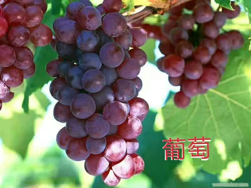 葡萄苗30cm以下0.5年