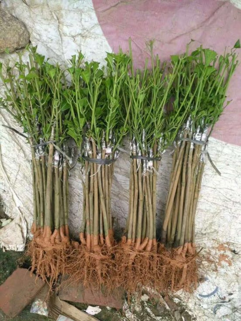 金煌芒树苗1m以下
