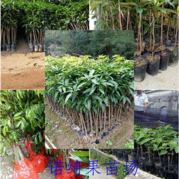 金煌芒树苗1m以下
