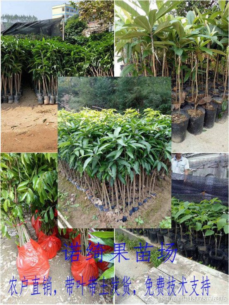 金煌芒树苗1m以下