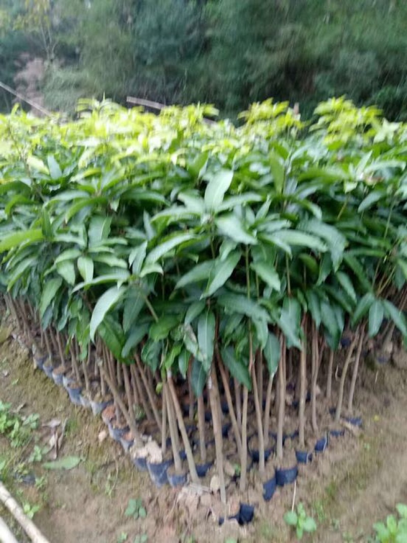 金煌芒树苗1m以下