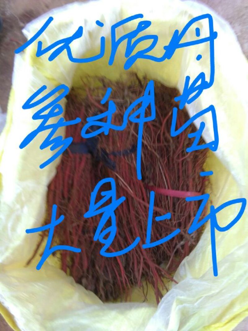 改良丹参苗，丹参种苗，高产苗，优质丹参苗，包种植包回收