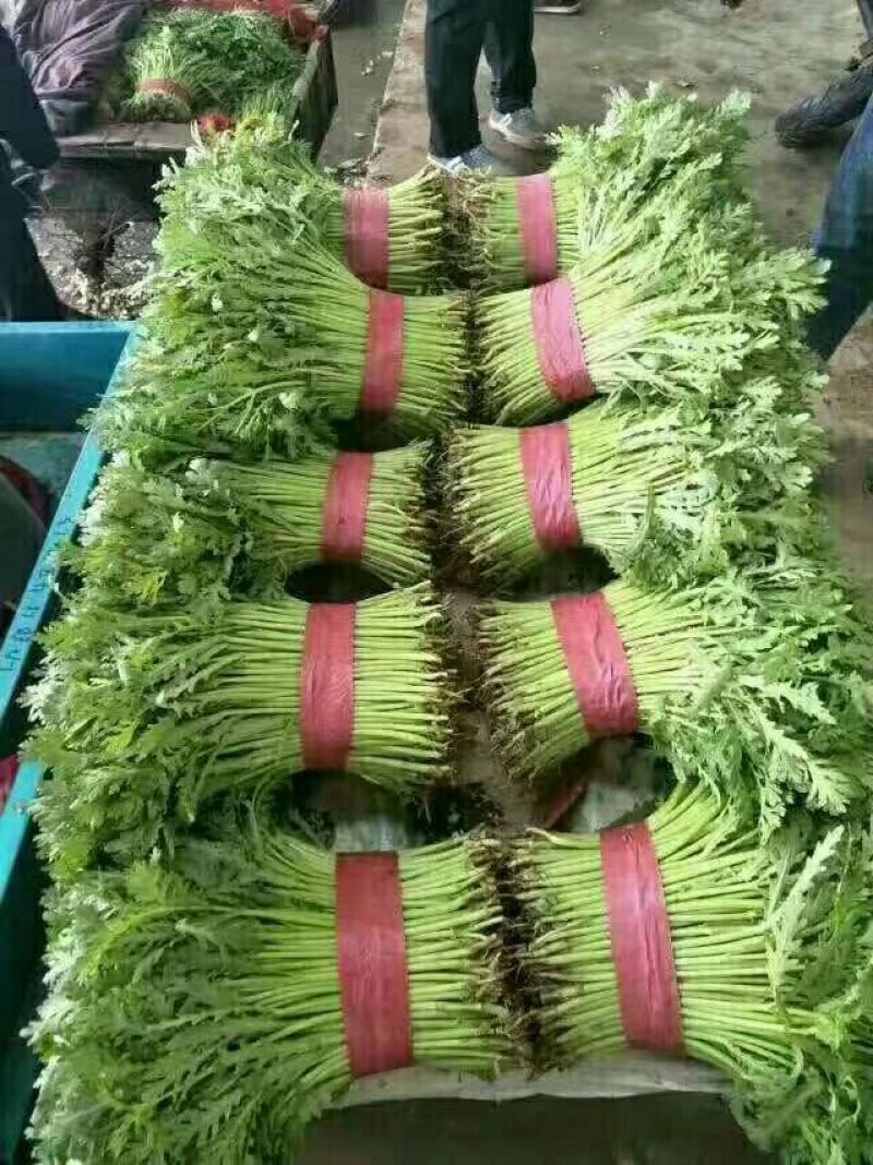 河北永年精品茼蒿大量供应中20~25cm