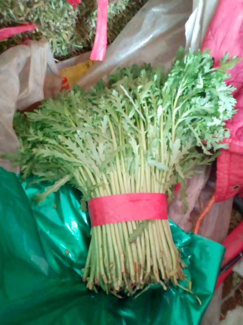 河北永年精品茼蒿大量供应中20~25cm