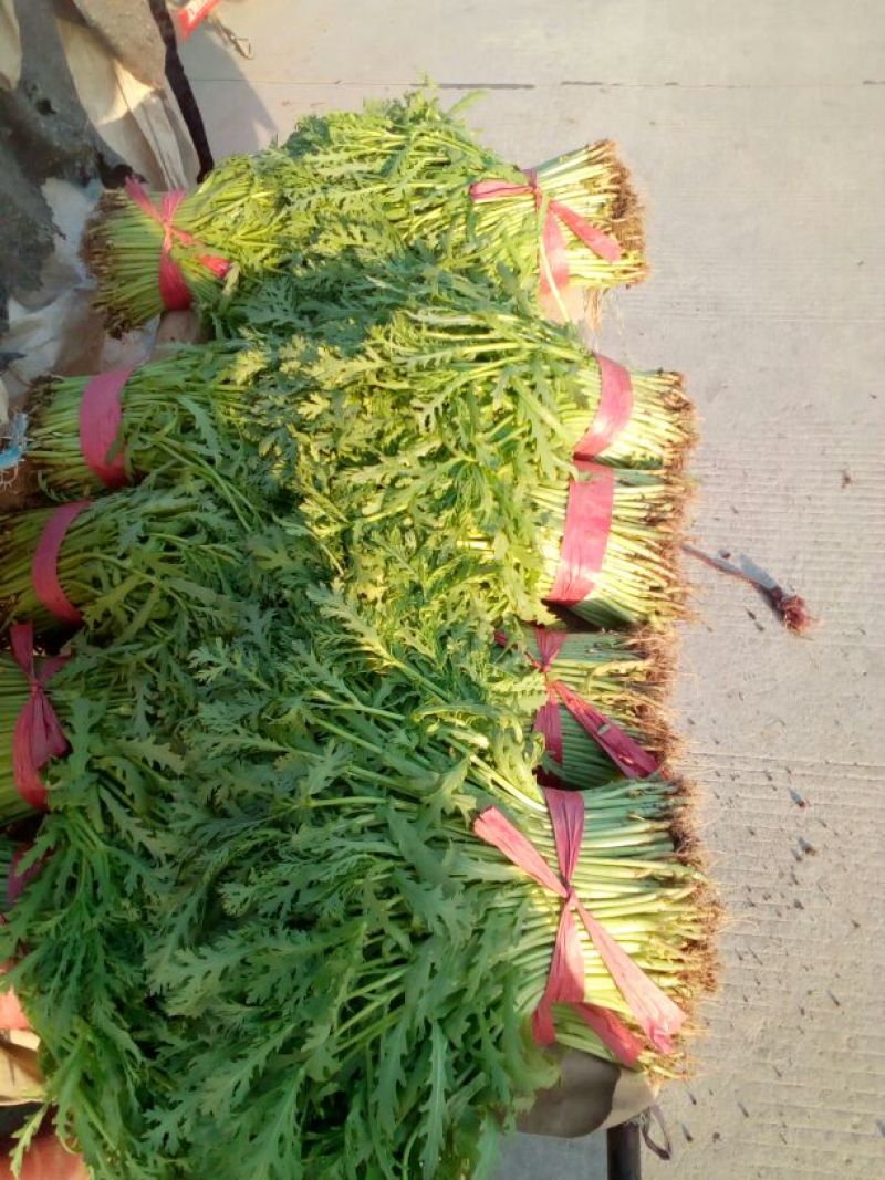 河北永年精品茼蒿大量供应中20~25cm