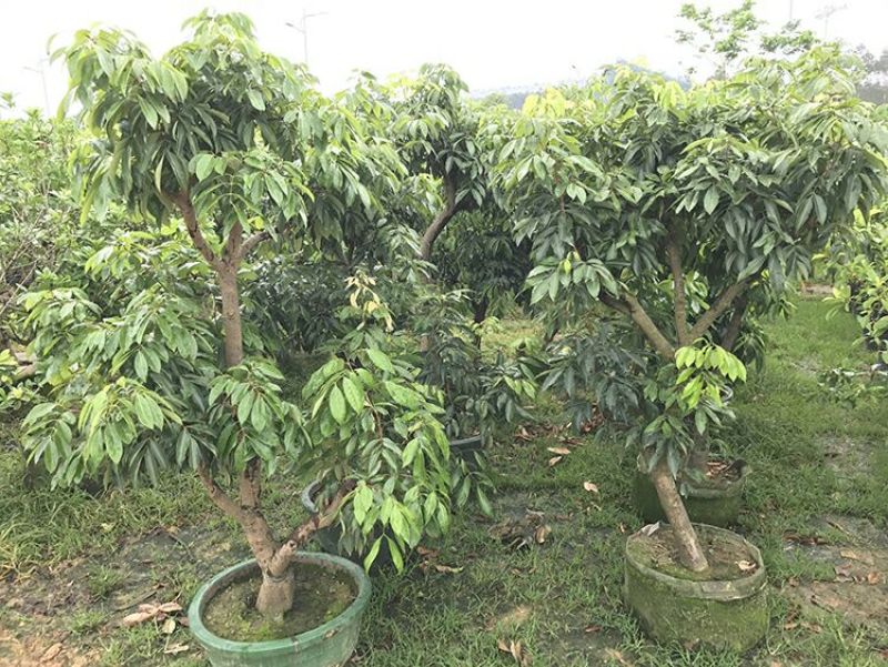 荔枝，妃子笑，桂味荔枝苗