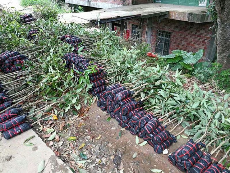 荔枝，妃子笑，桂味荔枝苗