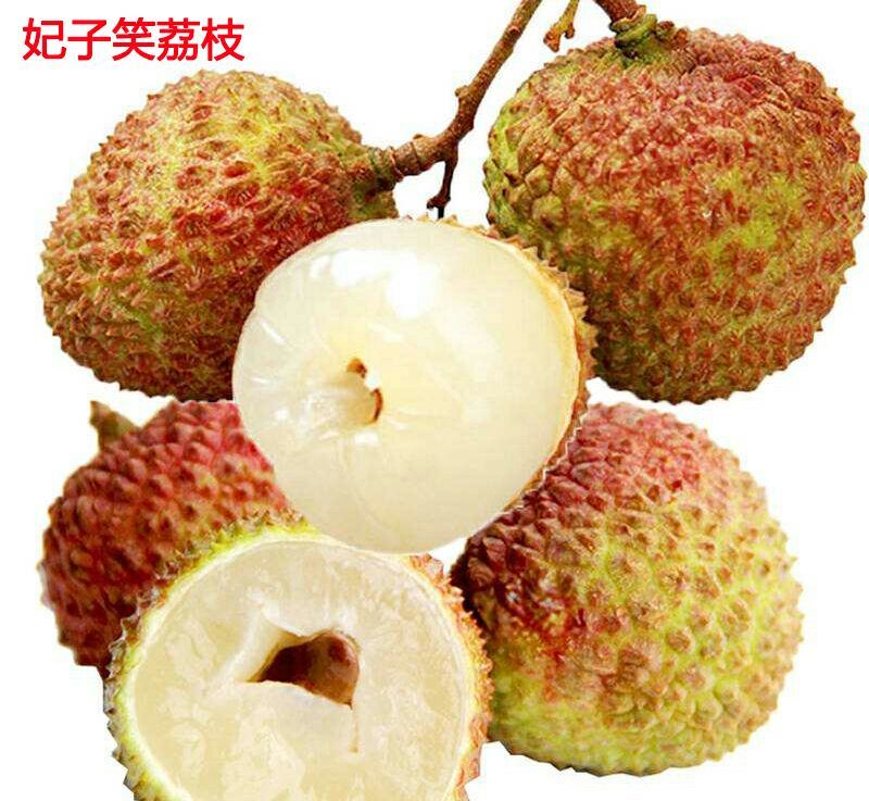 荔枝，妃子笑，桂味荔枝苗