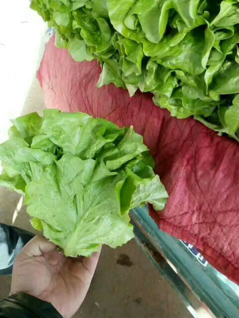 河北永年精品散叶生菜大量供应中，可供大型批发市场和超市