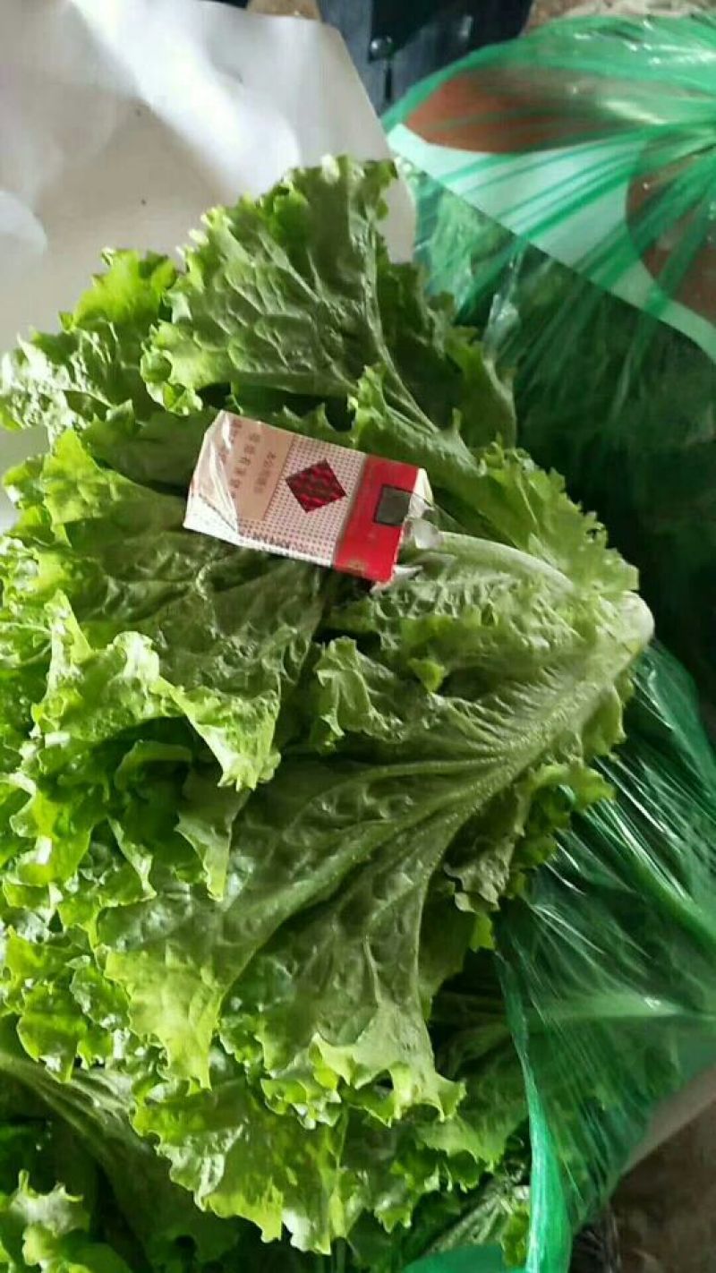 河北永年精品散叶生菜大量供应中，可供大型批发市场和超市