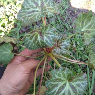虎耳草鲜草