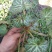虎耳草鲜草