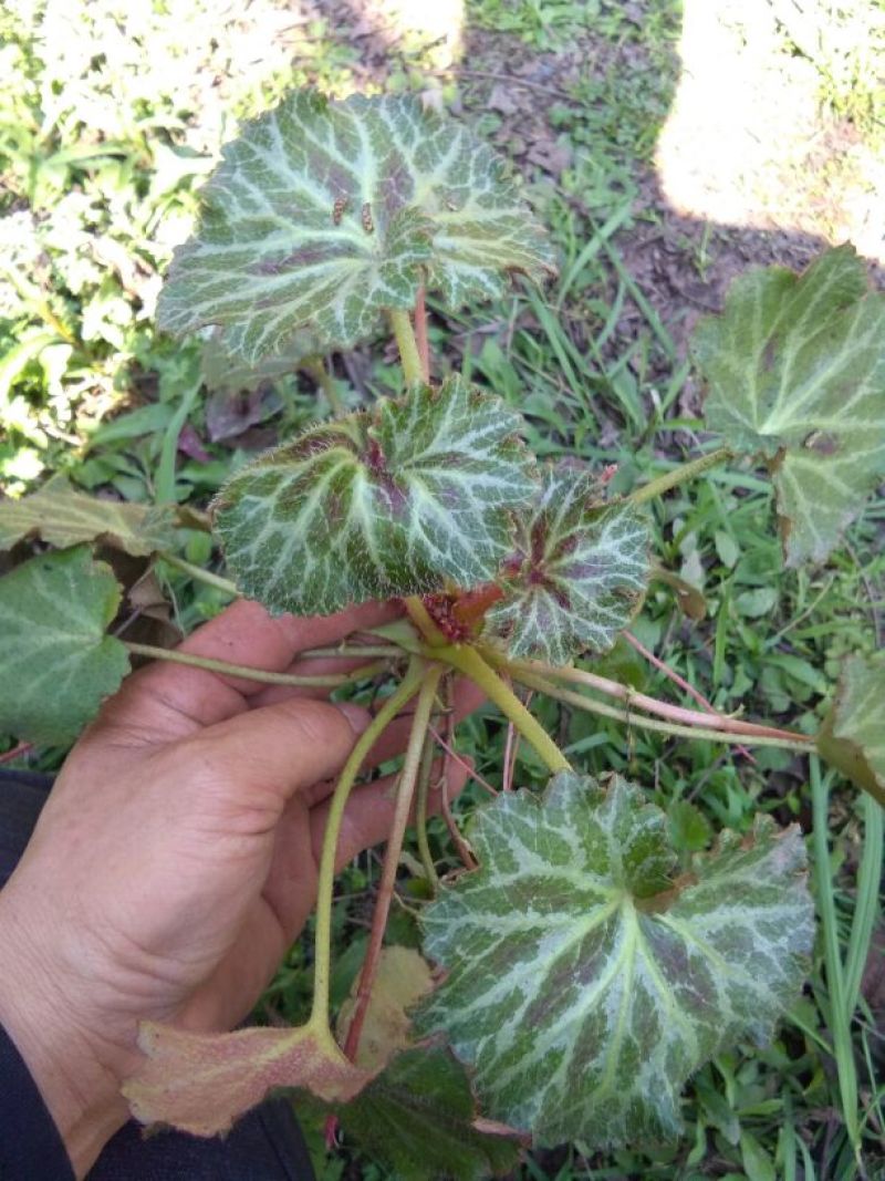 虎耳草鲜草
