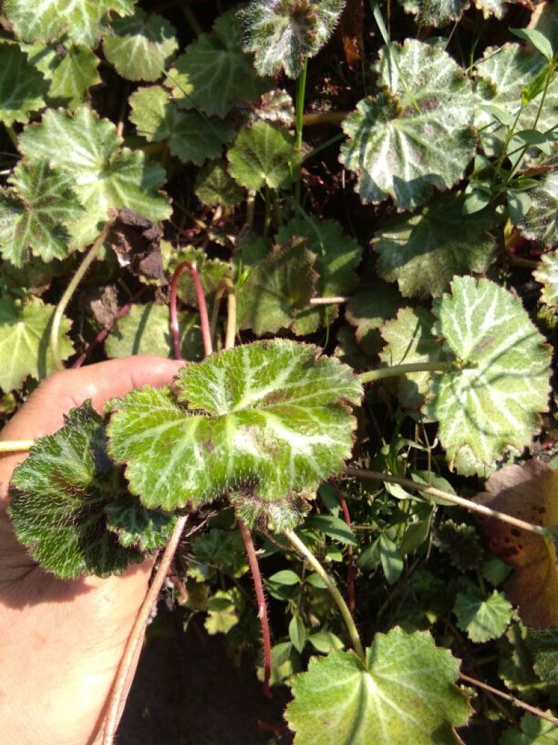 虎耳草鲜草