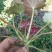 虎耳草鲜草