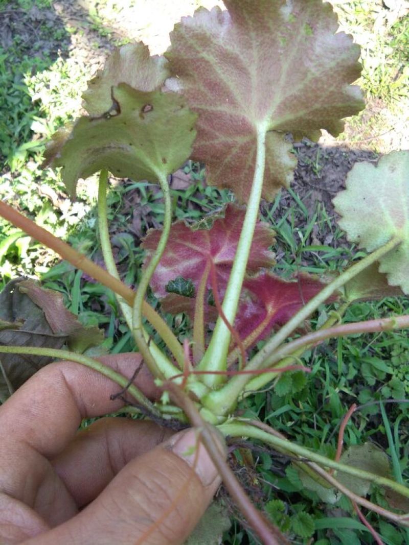 虎耳草鲜草