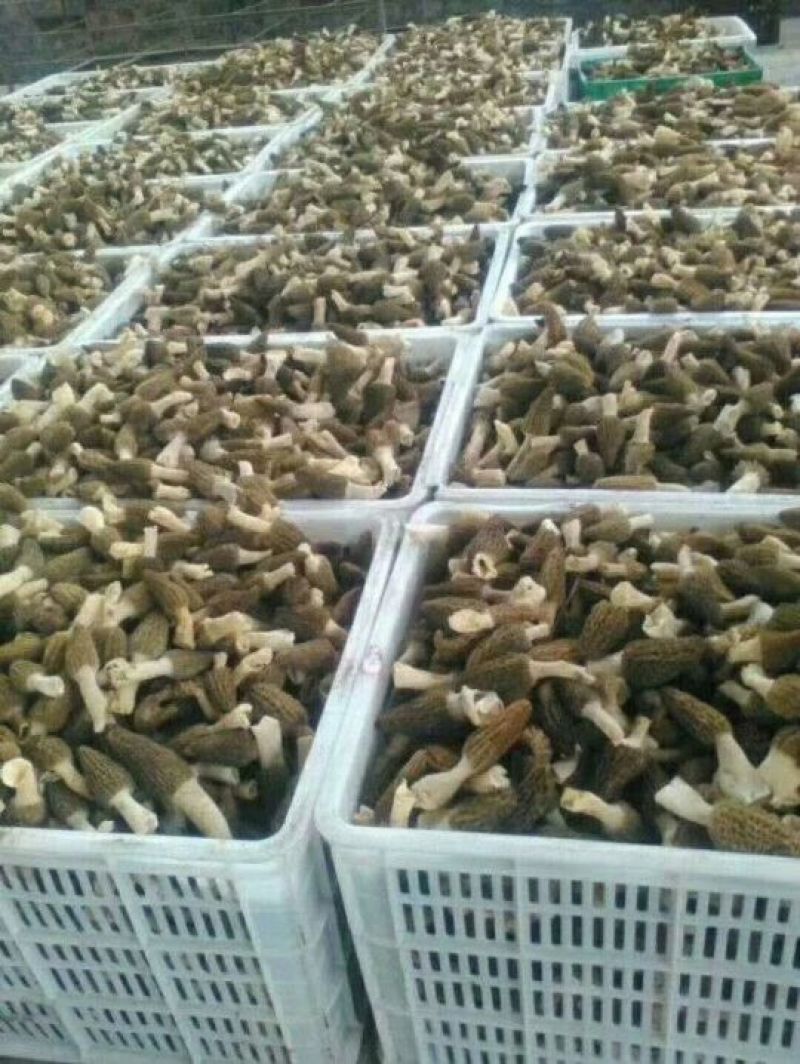 羊肚菌菌种母种