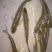 草鱼0.25~1公斤人工养殖鱼苗活鱼
