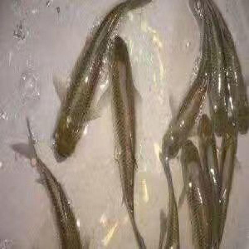草鱼0.25~1公斤人工养殖鱼苗活鱼