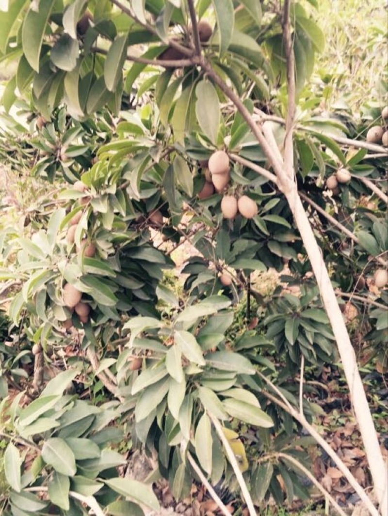 人心果苗现挖现买根须发达可带泥球发货