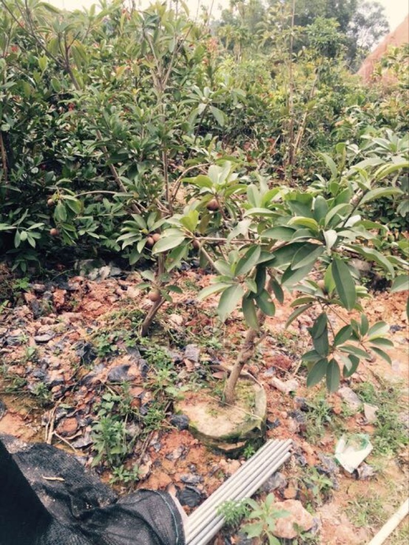 人心果苗现挖现买根须发达可带泥球发货