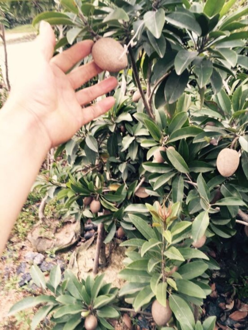 人心果苗现挖现买根须发达可带泥球发货