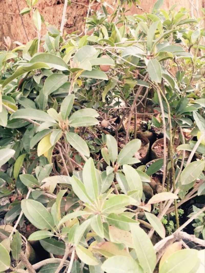 人心果苗现挖现买根须发达可带泥球发货