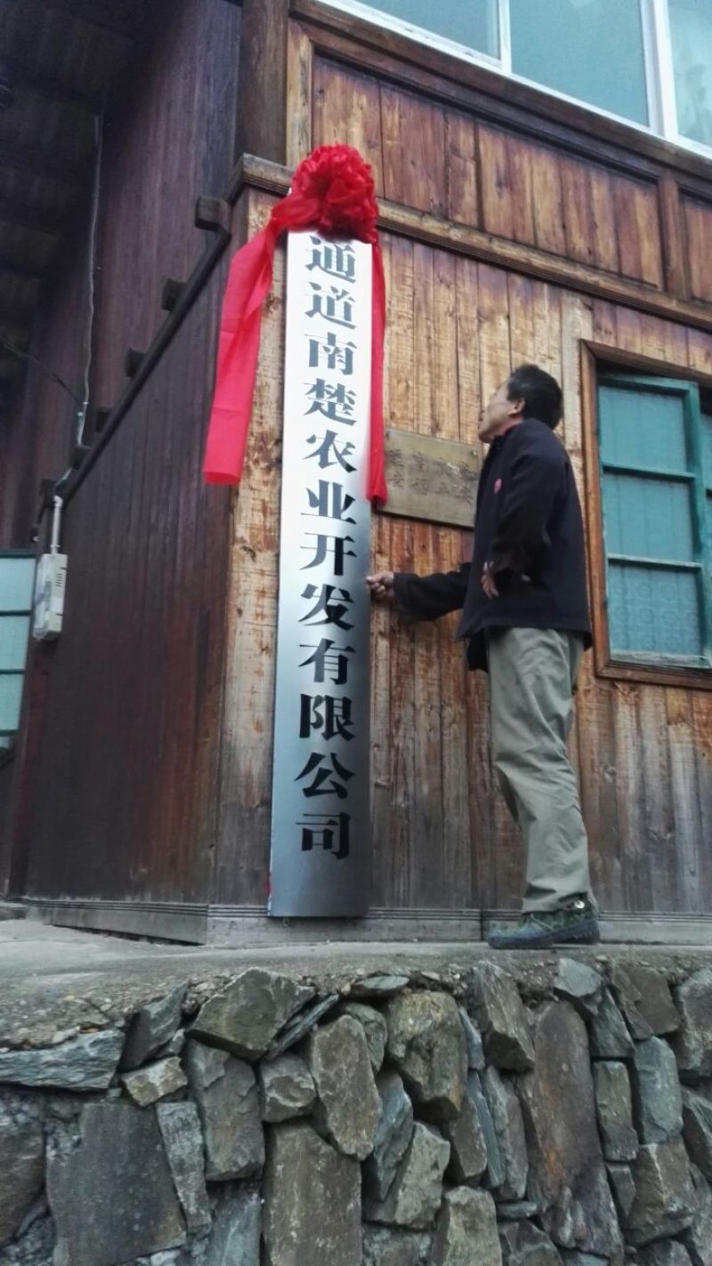 布福娜树苗50~80cm