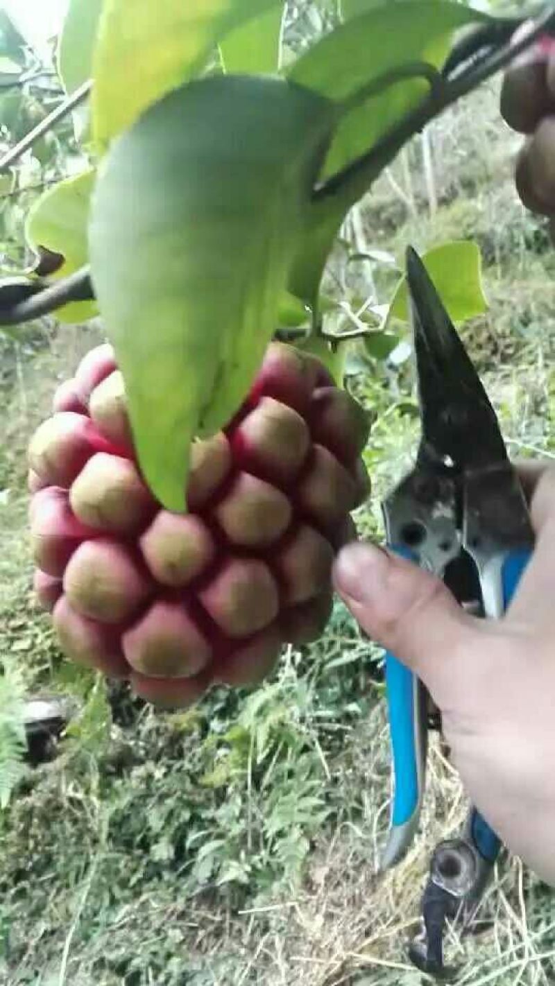 布福娜树苗50~80cm
