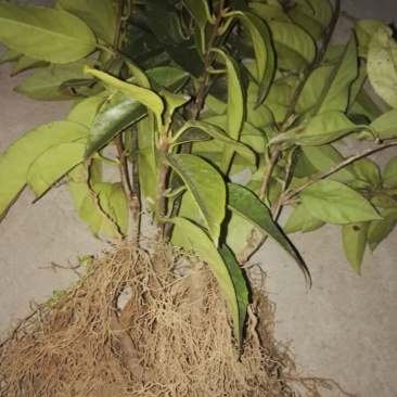 布福娜树苗50~80cm