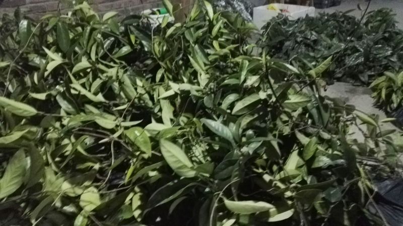 布福娜树苗50~80cm