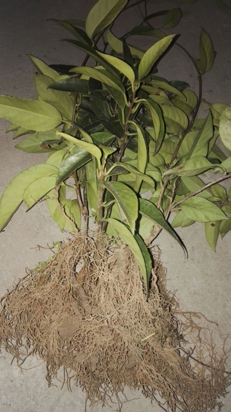 布福娜树苗50~80cm