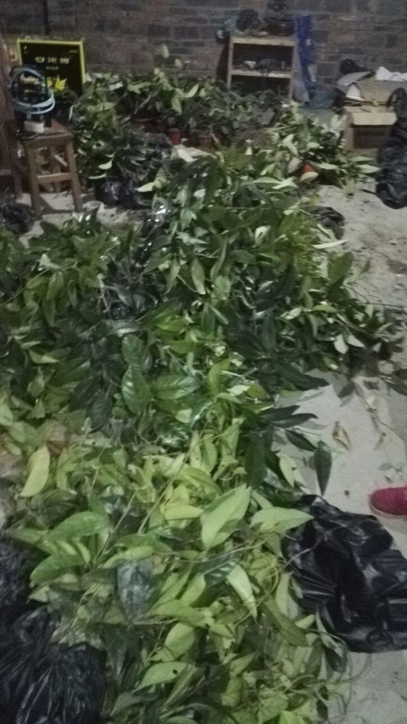 布福娜树苗50~80cm