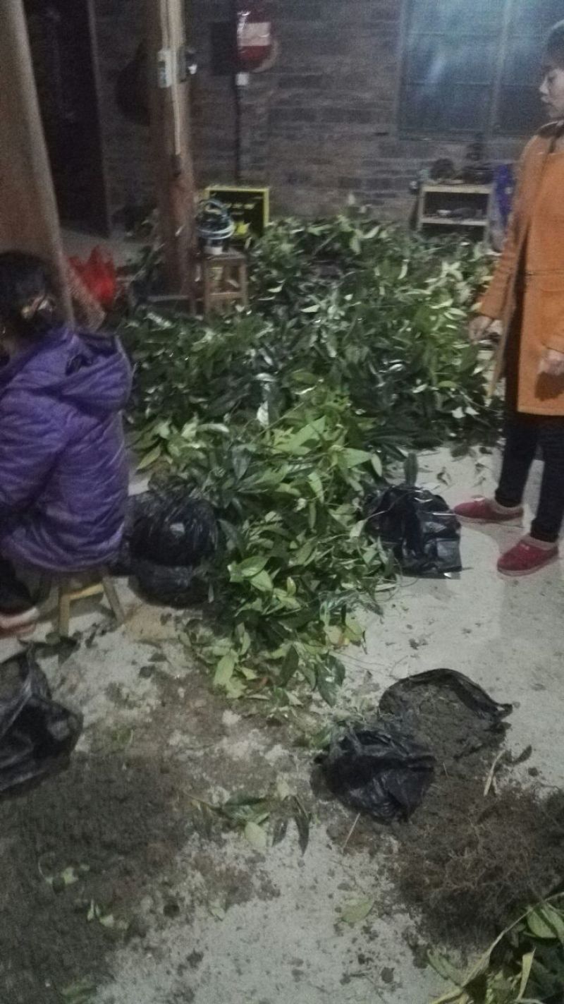 布福娜树苗50~80cm